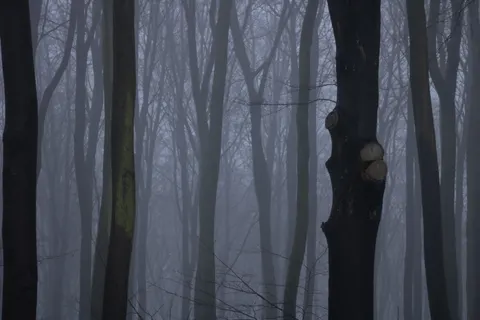 Dark Forest 4K Wallpaper · dark · 3840×2560