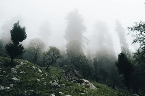 Dark Forest 4K Wallpaper · dark · 3840×2560
