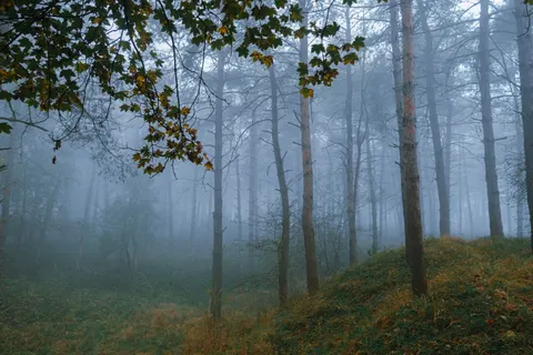 Dark Forest 4K Wallpaper · dark · 3840×2560