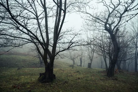 Dark Forest 4K Wallpaper · dark · 3840×2560