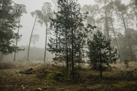 Dark Forest 4K Wallpaper · dark · 3840×2560