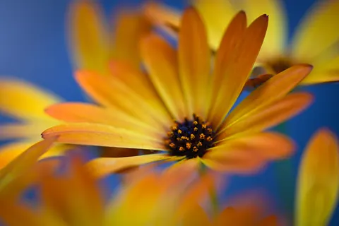 꽃 접사 4K 배경화면 · flowers · 3840×2560