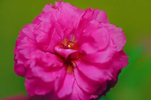 Flower Macro 4K Wallpaper · flowers · 3840×2560