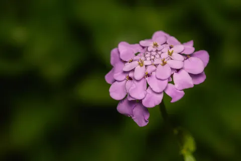 花卉微距 4K壁纸 · flowers · 3840×2560