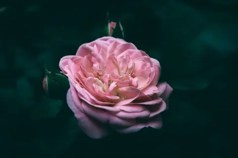 Fond d'écran Macro de fleur 4K · flowers · 3840×2560