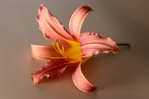 Blumen-Makro 4K Hintergrundbild · flowers · 3840×2560