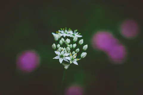 خلفية ماكرو الزهور بدقة 4K · flowers · 3840×2560