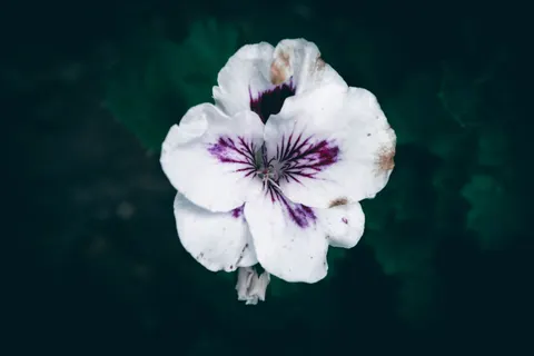 Fondo de pantalla Macro de flor 4K · flowers · 3840×2560