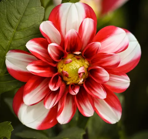 Flower Macro 4K Wallpaper · flowers · 3840×3591