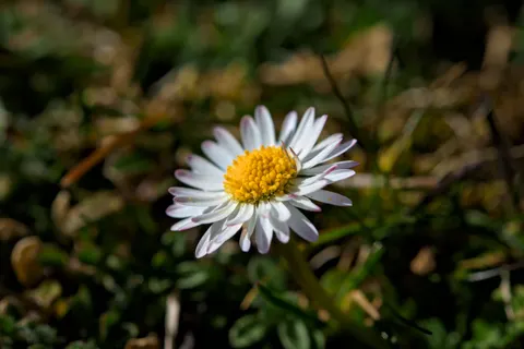 꽃 접사 4K 배경화면 · flowers · 3840×2558