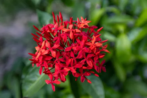 خلفية ماكرو الزهور بدقة 4K · flowers · 3840×2560