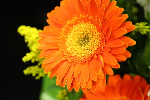 花卉微距 4K壁纸 · flowers · 3840×2560