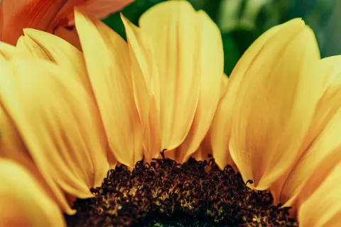 Fond d'écran Macro de fleur 4K · flowers · 3840×2560