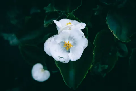 Flower Macro 4K Wallpaper · flowers · 3840×2560