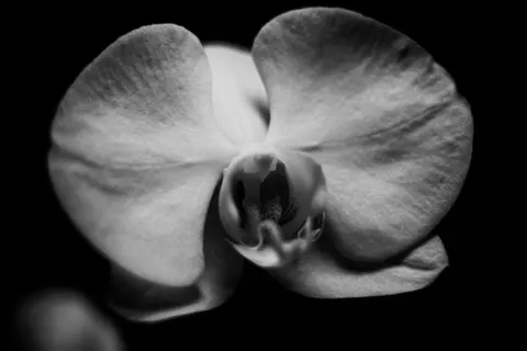 Fondo de pantalla Orquídea 4K · flowers · 3840×2560
