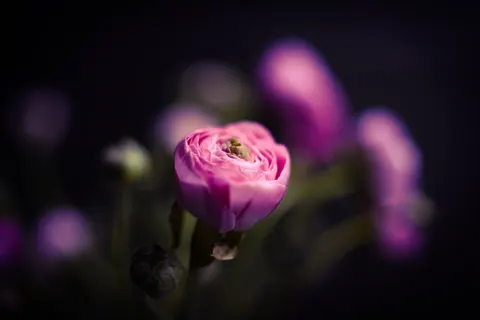 Обои Макро цветка 4K · flowers · 3840×2560
