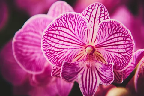 Fondo de pantalla Orquídea 4K · flowers · 3840×2560