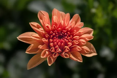 花卉微距 4K壁纸 · flowers · 3840×2560