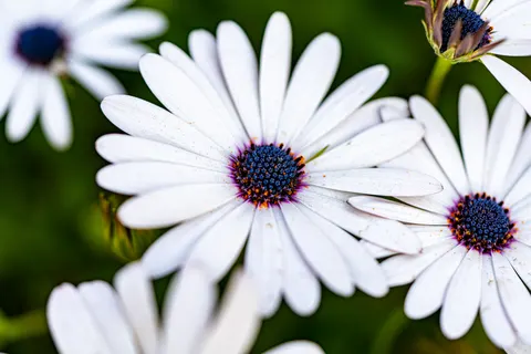 Flower Macro 4K Wallpaper · flowers · 3840×2560