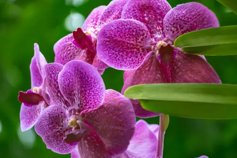 ऑर्किड 4K वॉलपेपर · flowers · 3840×2560
