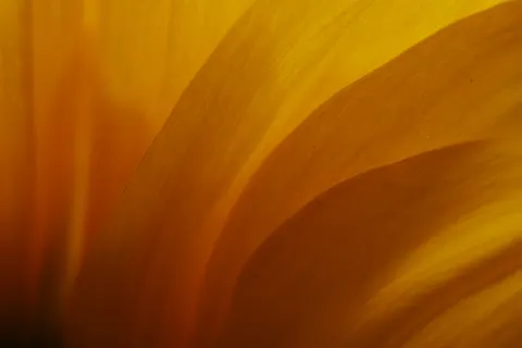 花卉微距 4K壁纸 · flowers · 3840×2560