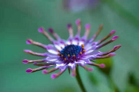 Fond d'écran Macro de fleur 4K · flowers · 3840×2563