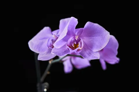 Fondo de pantalla Orquídea 4K · flowers · 3840×2560