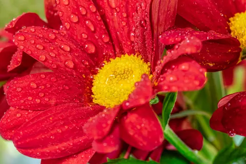 花卉微距 4K壁纸 · flowers · 3840×2560