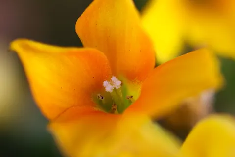 Papel de parede Macro de flor 4K · flowers · 3840×2560
