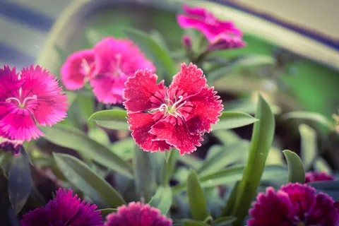 Flower Macro 4K Wallpaper · flowers · 3840×2560