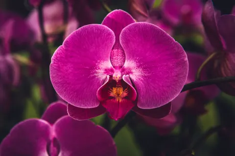 Tapeta Orchidea 4K · flowers · 3840×2560