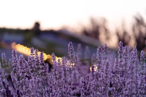薰衣草田 4K壁纸 · flowers · 3840×2561