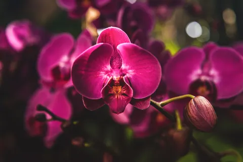 蘭花 4K桌布 · flowers · 3840×2560
