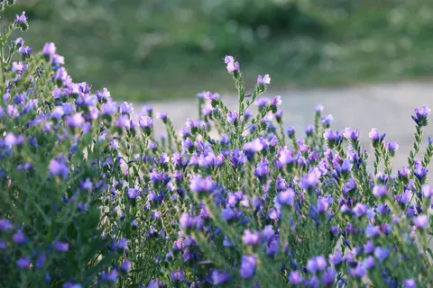 Fond d'écran Champ de lavande 4K · flowers · 3840×2560