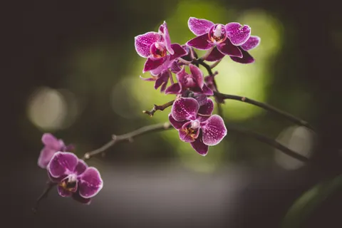 Wallpaper Anggrek 4K · flowers · 3840×2560