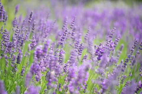 薰衣草田 4K壁纸 · flowers · 3840×2560