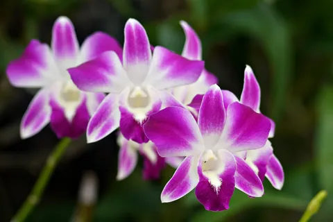 خلفية زهرة الأوركيد بدقة 4K · flowers · 3840×2560