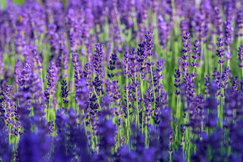 薰衣草田 4K壁纸 · flowers · 3840×2560