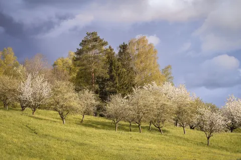 Spring Orchard 4K Wallpaper · nature · 3840×2560