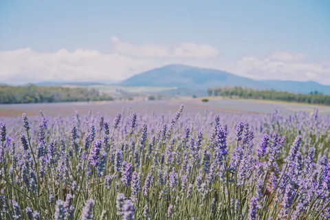 Lavendelfeld 4K Hintergrundbild · flowers · 3840×2560