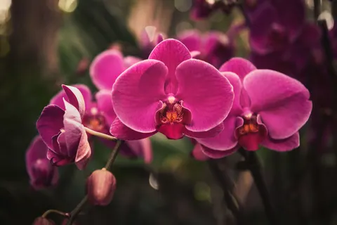 Tapeta Orchidea 4K · flowers · 3840×2560
