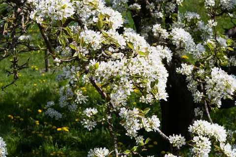 Spring Orchard 4K Wallpaper · nature · 3840×2558