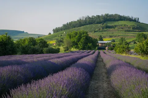 Fond d'écran Champ de lavande 4K · flowers · 3840×2560