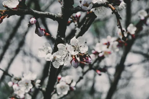 خلفية طبيعة بدقة 4K · nature · 3840×2553