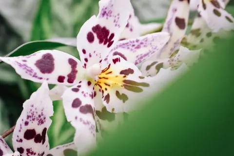 Tapeta Orchidea 4K · flowers · 3840×2560