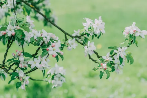 خلفية طبيعة بدقة 4K · nature · 3840×2563
