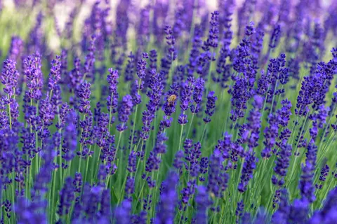 라벤더 밭 4K 배경화면 · flowers · 3840×2560