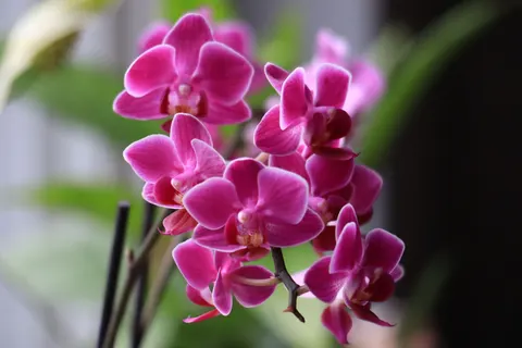 Tapeta Orchidea 4K · flowers · 3840×2560