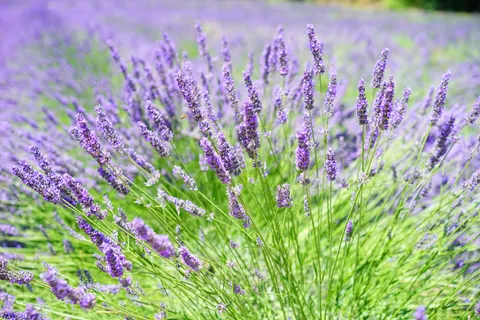 Lavendelfeld 4K Hintergrundbild · flowers · 3840×2560