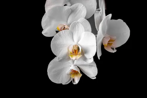 Orchid 4K Wallpaper · flowers · 3840×2561